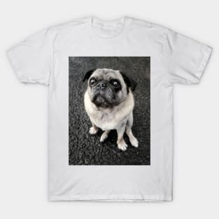 Cute pug dog standing at attention ready for food T-Shirt